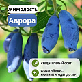 Жимолость Аврора съедобная С3 Жимолость Аврора съедобная С3