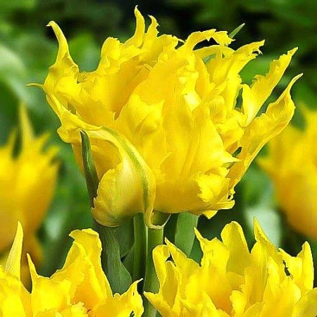 Тюльпан Monte Spider (5 шт. в уп.)