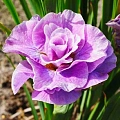 Ирис Siberica Pink Parfait (1 шт. в уп.) Ирис Siberica Pink Parfait (1 шт. в уп.)