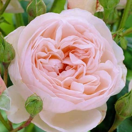 Роза английская Херитейдж (Heritage) фарфорово-розовая С4