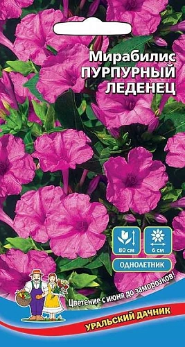 Мирабилис Пурпурный леденец (УД) Мирабилис Пурпурный леденец (УД)