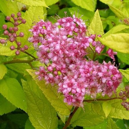 Спирея Goldmound 20-30 см Спирея Goldmound 20-30 см