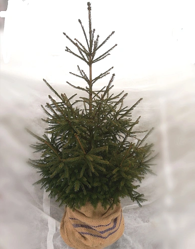 Ель европейская 80-100 см Ель европейская 80-100 см