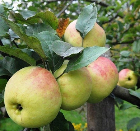 Яблоня Синап Орловский (однолетка) Яблоня Синап Орловский (однолетка)