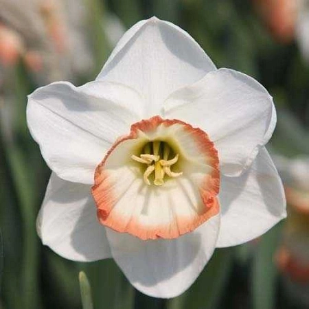 Нарцисс Night Cap (5 шт. в уп.)