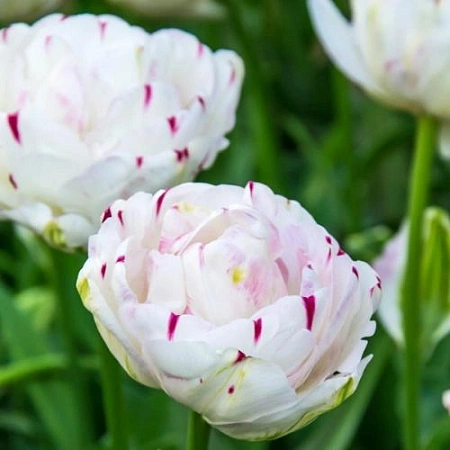 Тюльпан Dance Line (5 шт. в уп.)