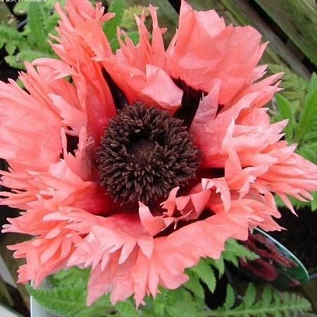 Мак Pink Ruffles (уп. 1 шт)