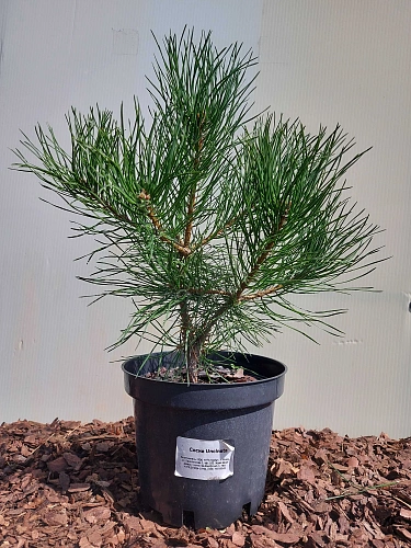 Сосна Унцината (Uncinata) 30-40 см горная Сосна Унцината (Uncinata) 30-40 см горная