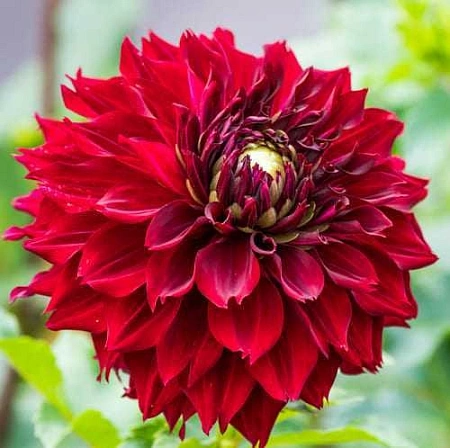 Георгина Mingus Alex (уп. 1 шт)