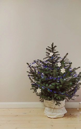 Ель сербская 80-110 см Ель сербская 80-110 см