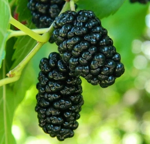 Шелковица Черный принц Шелковица Черный принц