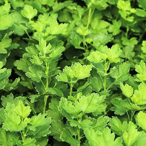 Крыжовник Мартенс С2 Крыжовник Мартенс С2