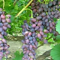 Виноград Красотка Виноград Красотка