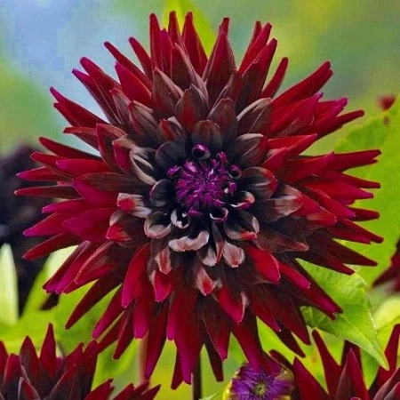 Георгина Nuit d'Ete (уп. 1 шт)