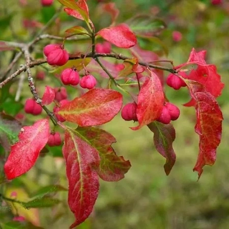 Бересклет европейский Ред Каскад (Red Cascade) С3 Бересклет европейский Ред Каскад (Red Cascade) С3