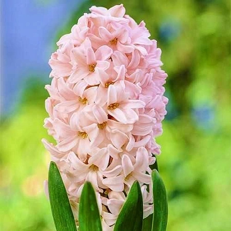 Гиацинт Apricot Passion