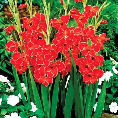 Гладиолус Atom (5 шт. в уп.)