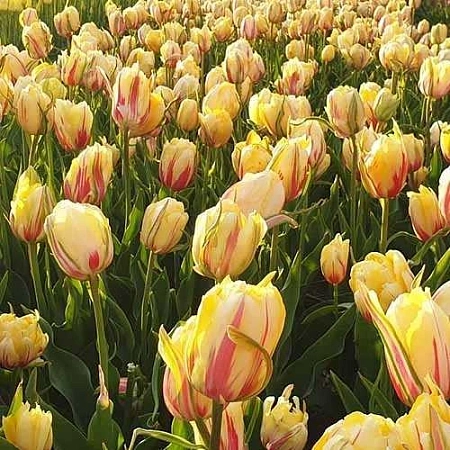 Тюльпан Frejus (5 шт. в уп.)