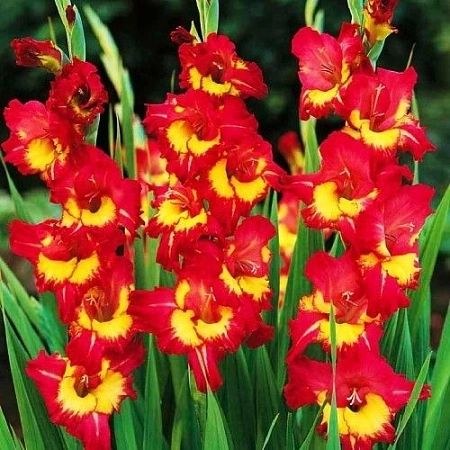 Гладиолус Far West (5 шт. в уп.)