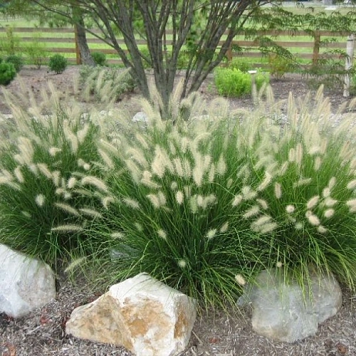Пеннисетум лисохвостовый Hamelen 30-40 см Пеннисетум лисохвостовый Hamelen 30-40 см