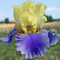 Ирис Germanica Edith Wolford (1 шт. в уп.) Ирис Germanica Edith Wolford (1 шт. в уп.)