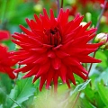 Георгина Red Pigmy (уп. 1 шт) Георгина Red Pigmy (уп. 1 шт)