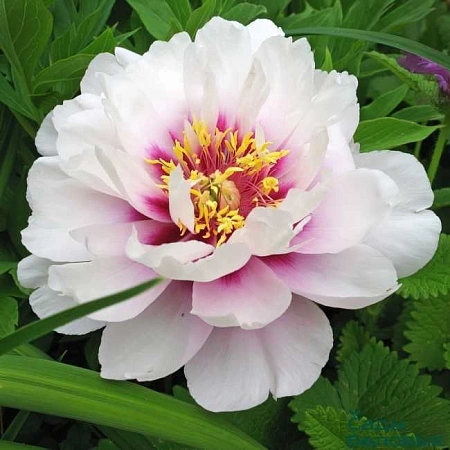 Пион Itoh Cora Louise (уп. 1 шт)