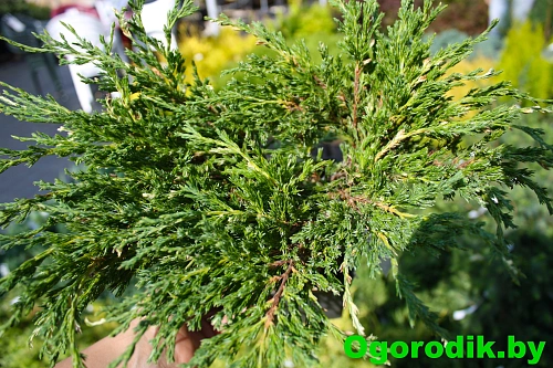 Можжевельник горизонтальный Андорра Вариегата 40-50 см Можжевельник горизонтальный Андорра Вариегата 40-50 см