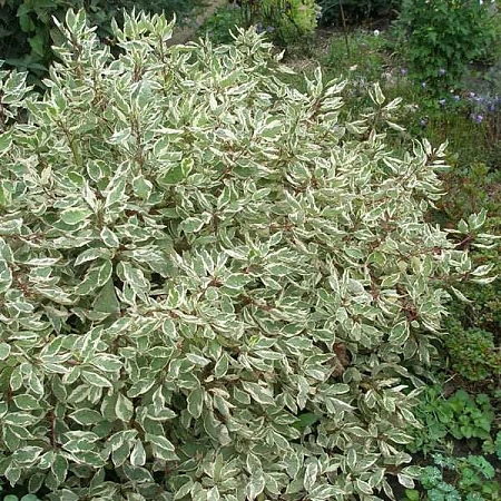 Дерен Sibirica Variegata 50-70 см