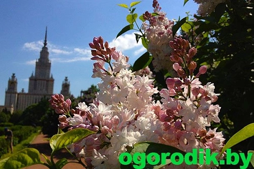 Сирень Красавица Москвы 60-80 см Сирень Красавица Москвы 60-80 см