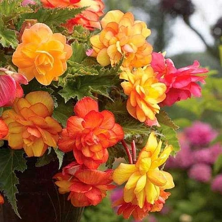 Бегония Golden Balcony (2 шт. в уп.)