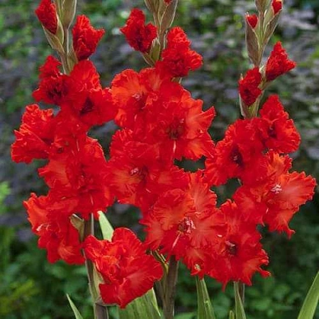 Гладиолус Fire Cracker (уп. 7 шт)