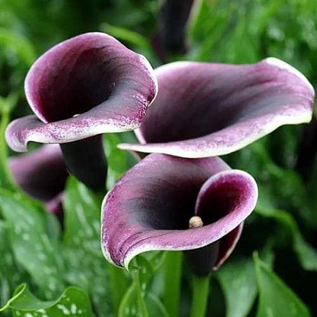 Калла Dubai Nights (уп. 1 шт)