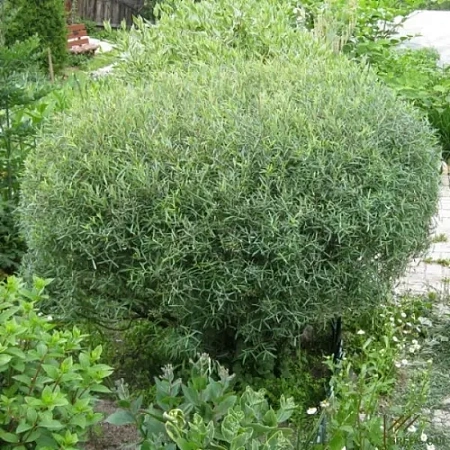 Ива Нана (Nana) 80 см