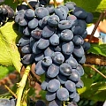 Виноград кишмиш Юпитер Виноград кишмиш Юпитер