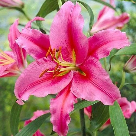 Лилия Acapulco (2 шт. в уп.)