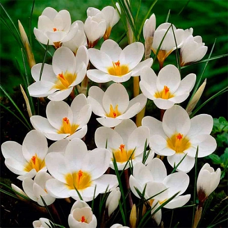 Крокус Ard Schenk (15 шт. в уп.)
