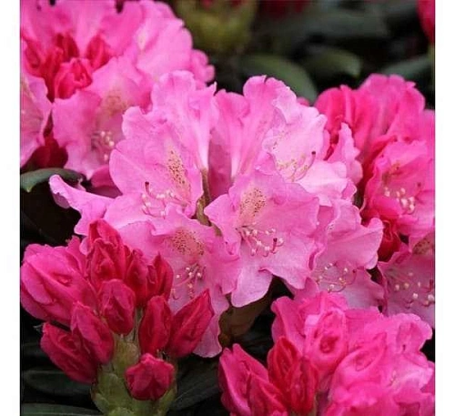 Рододендрон Kalinka якушиманский Рододендрон Kalinka якушиманский