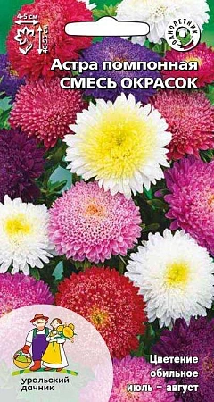 Астра помпонная, смесь окрасок (УД) Астра помпонная, смесь окрасок (УД)