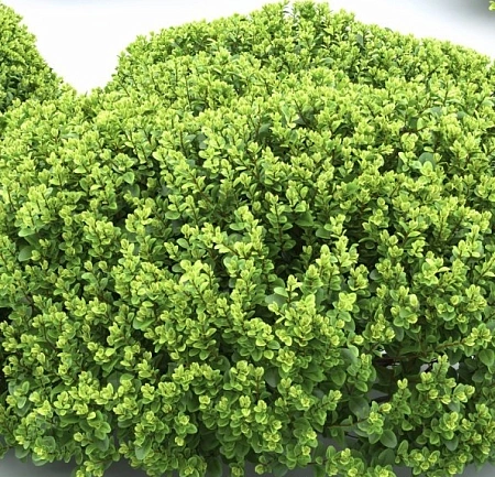 Барбарис Тунберга Kobold