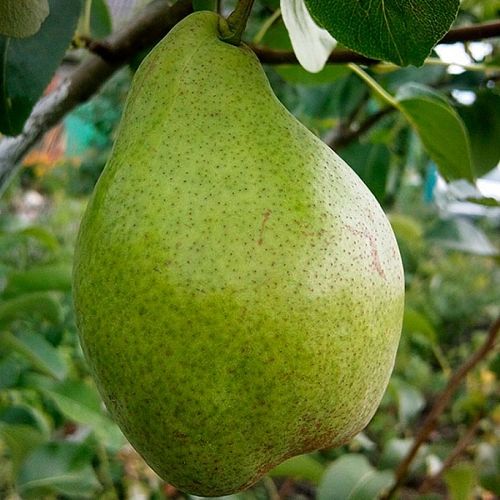 Груша Ноябрьская Груша Ноябрьская