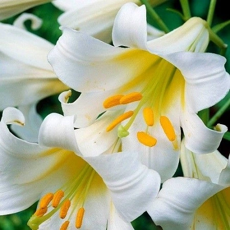 Лилия Regale Album (1 шт. в уп.)