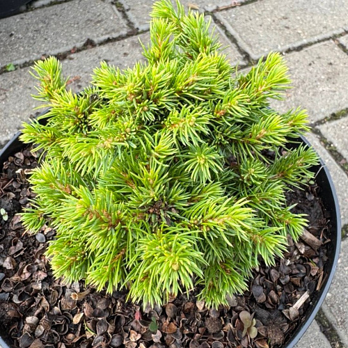 Ель Альберта Глоб (Alberta Globe) 10-15 см канадская Ель Альберта Глоб (Alberta Globe) 10-15 см канадская