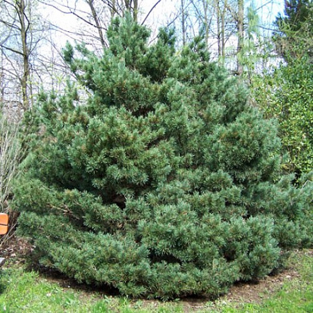 Сосна обыкновенная Ватерери (Watereri) 60 см