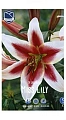 Лилия Miss Lily Лилия Miss Lily