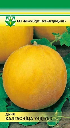 Дыня Колхозница, 10 шт (МССО)