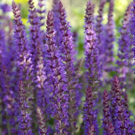 Шалфей дубравный Остфрисланд (Ostfriesland) С2