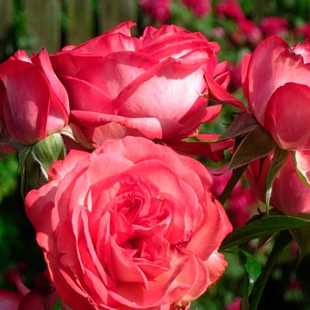 Роза плетистая Антик (Antike) красно-белая С4