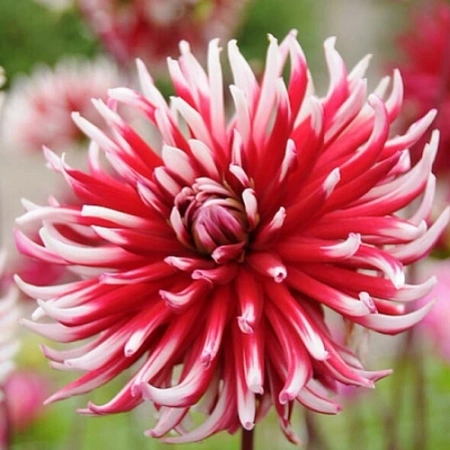 Георгина Cactus Friquolet Георгина Cactus Friquolet