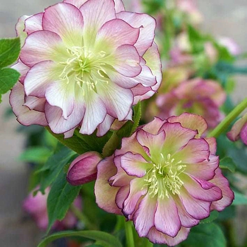 Морозник Double Ellen Picotee (уп. 1 шт) Морозник Double Ellen Picotee (уп. 1 шт)